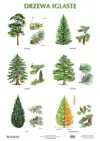 Plansza: Drzewa iglaste/Drzewa liściaste